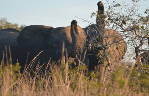 Socio-economic Study of Liwonde National Park and Mangochi Forest ReserveI